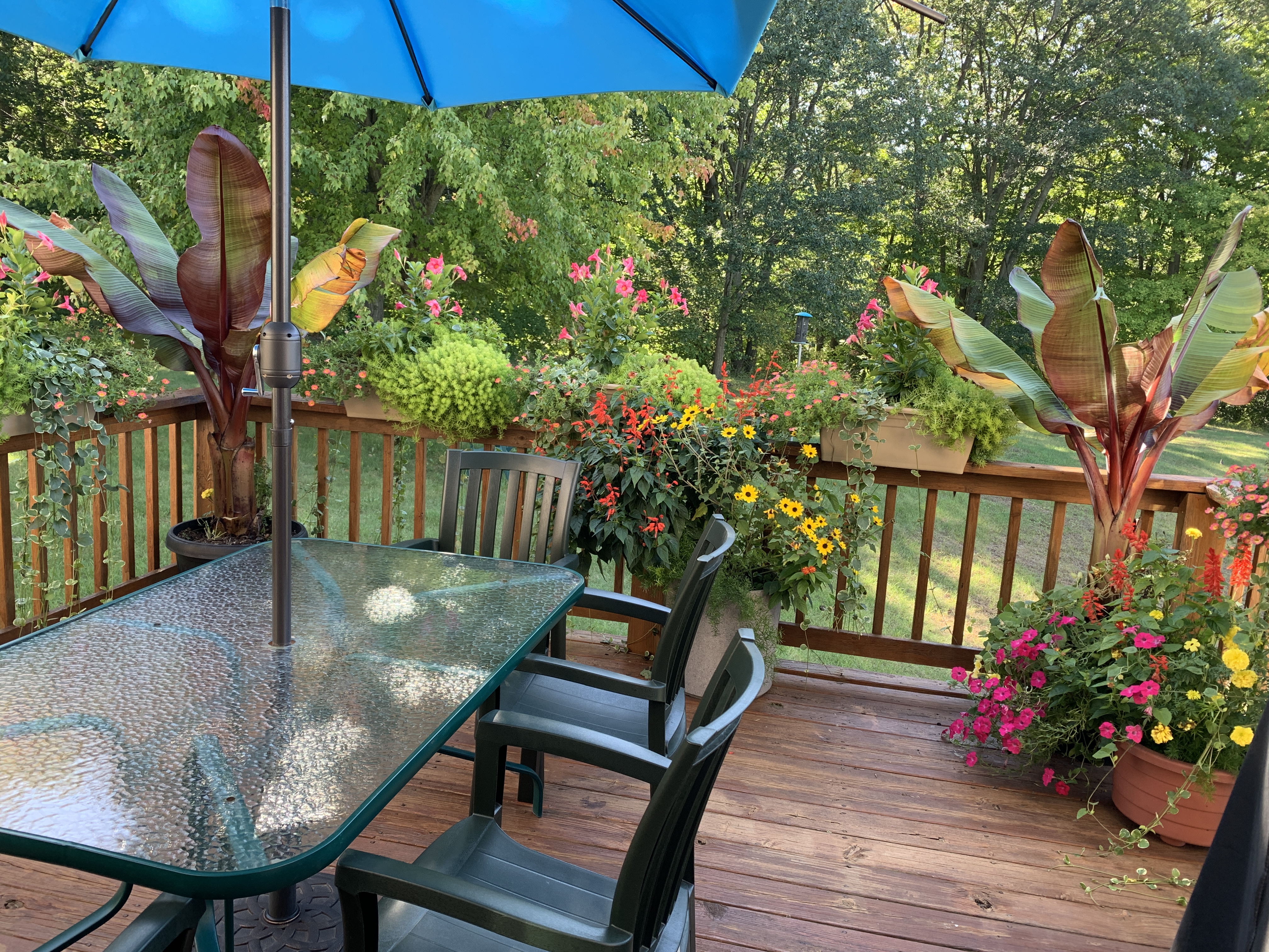 Flowers on a patio deck.